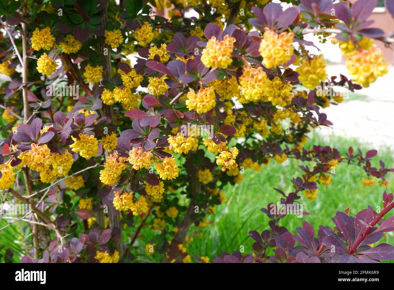 Berberis thunbergii - berge japonaise - avec de petites fleurs jaunes et abeille sur elle Banque D'Images