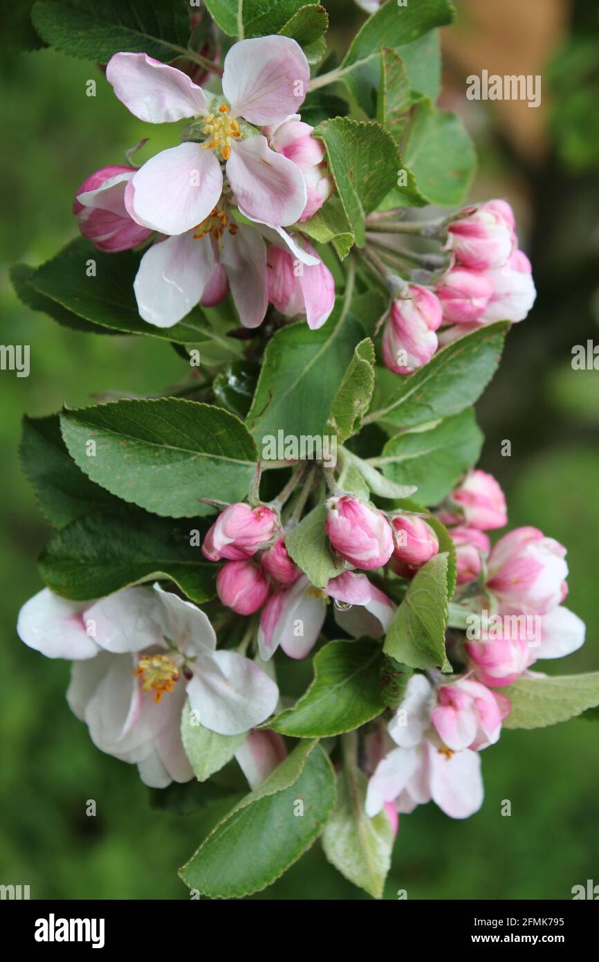 Gros plan de belles fleurs de pommier blanc rose Avec pollen jaune sur tige de branche avec feuilles vertes Printemps dans un jardin de verger biologique Banque D'Images