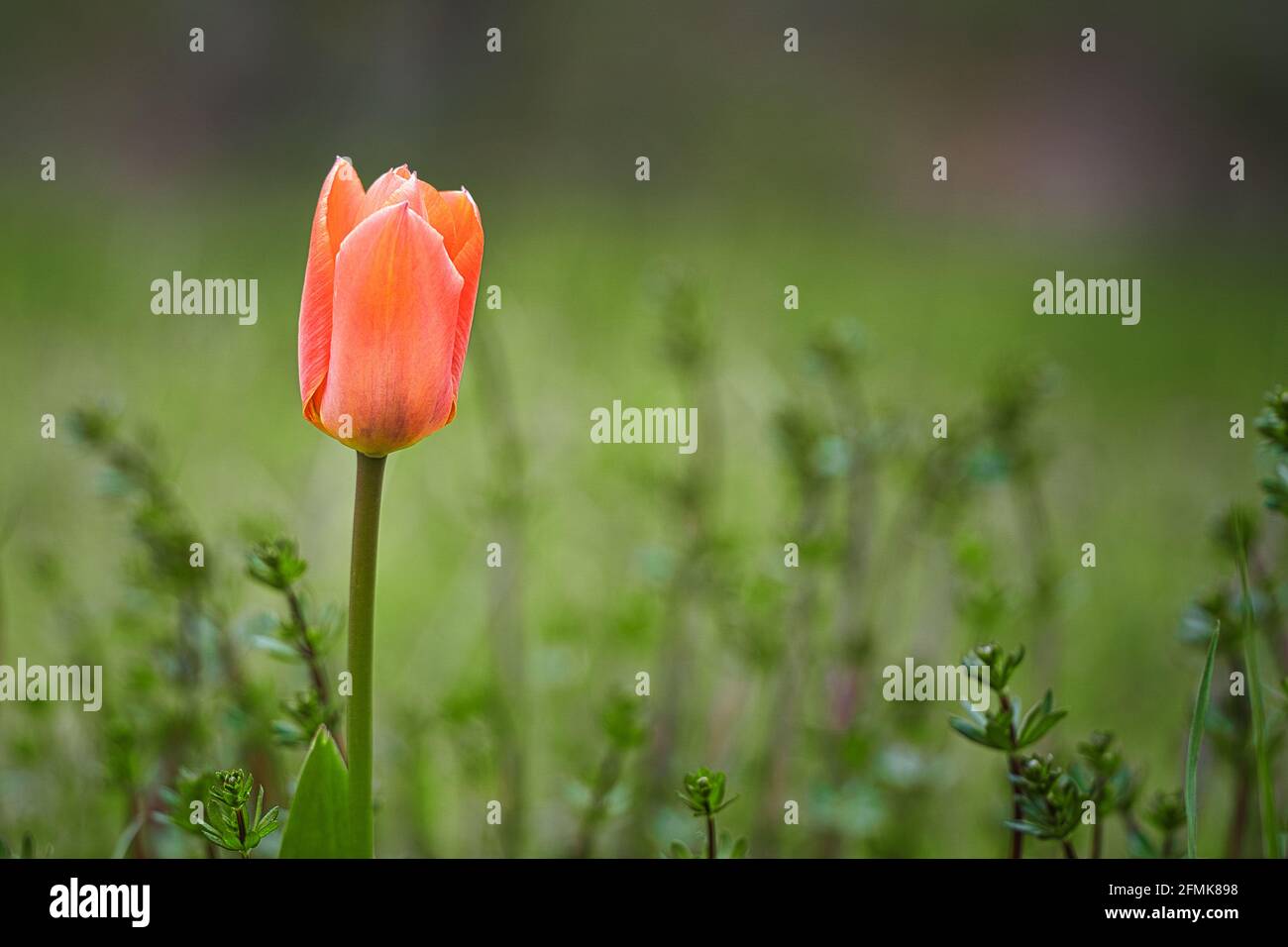 Tulipes sur un pré avec beau bokeh. Le ressort peut venir. Banque D'Images