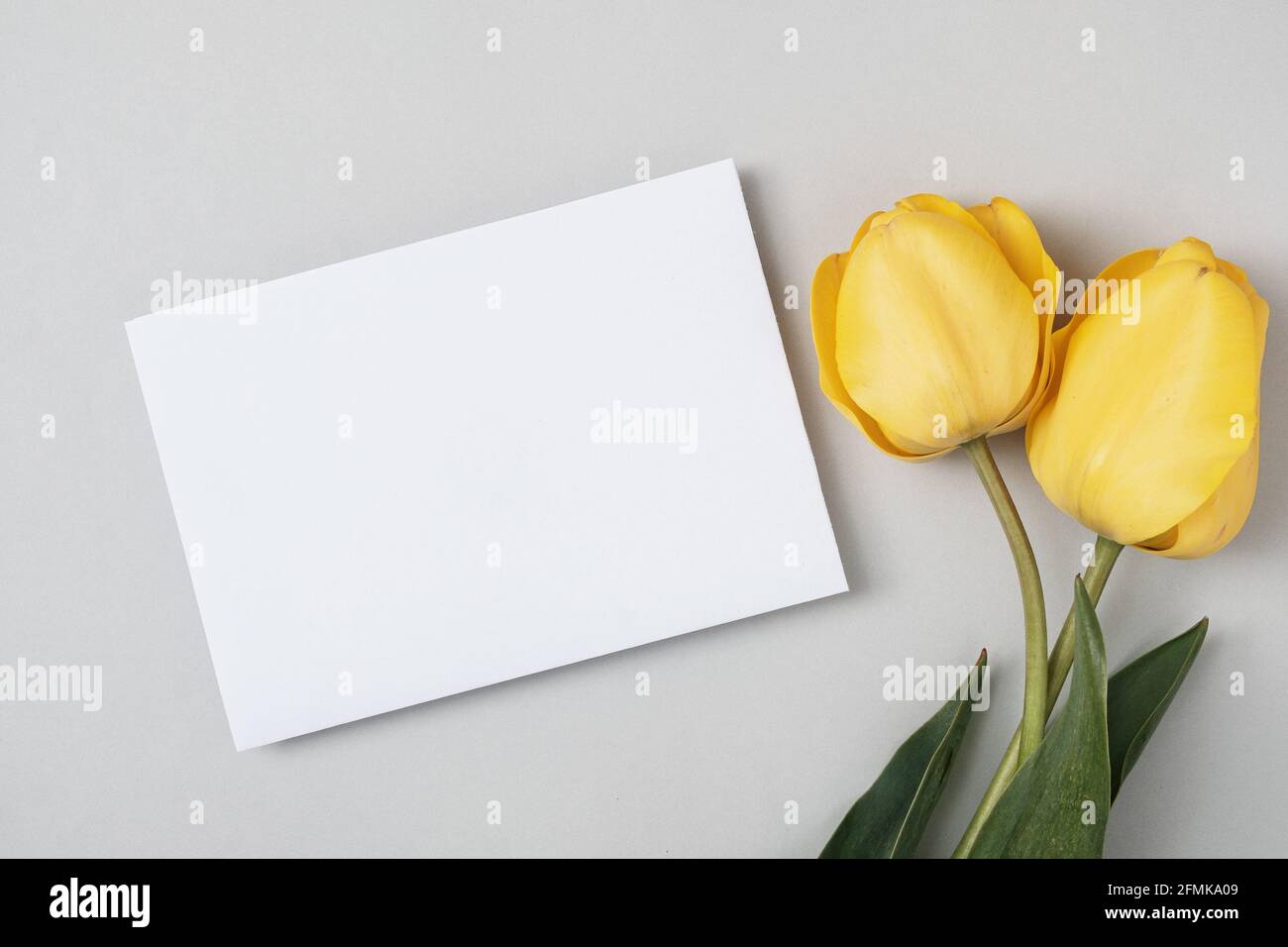 Tulipes jaunes et une feuille de papier blanc espace de copie pour le texte sur fond gris. Une invitation à une célébration, un anniversaire ou un événement important Banque D'Images