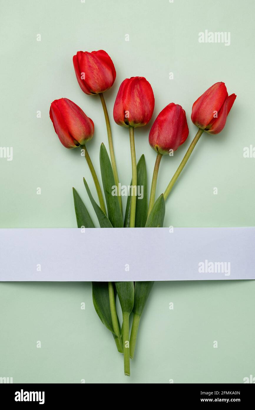 Tulipes rouges sur fond vert avec une bande de papier blanc. Concept de fête du printemps peu créatif. Banque D'Images