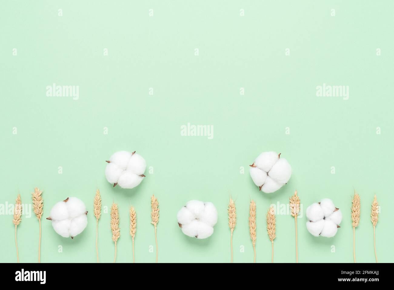 Belle composition florale . Fleurs de coton et épis de blé mûrs sur fond  vert de papier pastel. Flat lay, espace de copie Photo Stock - Alamy