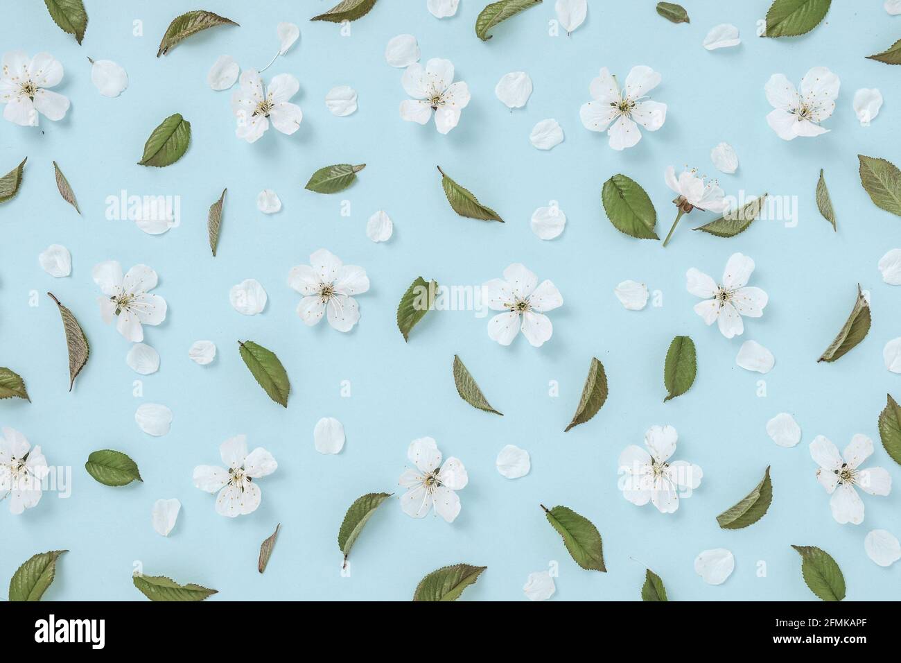 Motif avec fleurs et feuilles de cerise douce en fleurs sur un fond bleu vif. Concept de printemps et image d'arrière-plan pour les invitations de vacances. Haut Banque D'Images