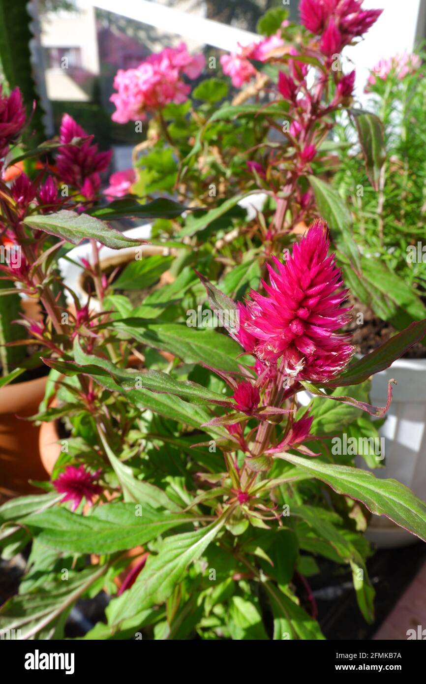 Violet Celosia bookeh dans pot de fleur au balcon avec certains autres plantes sur le balcon Banque D'Images