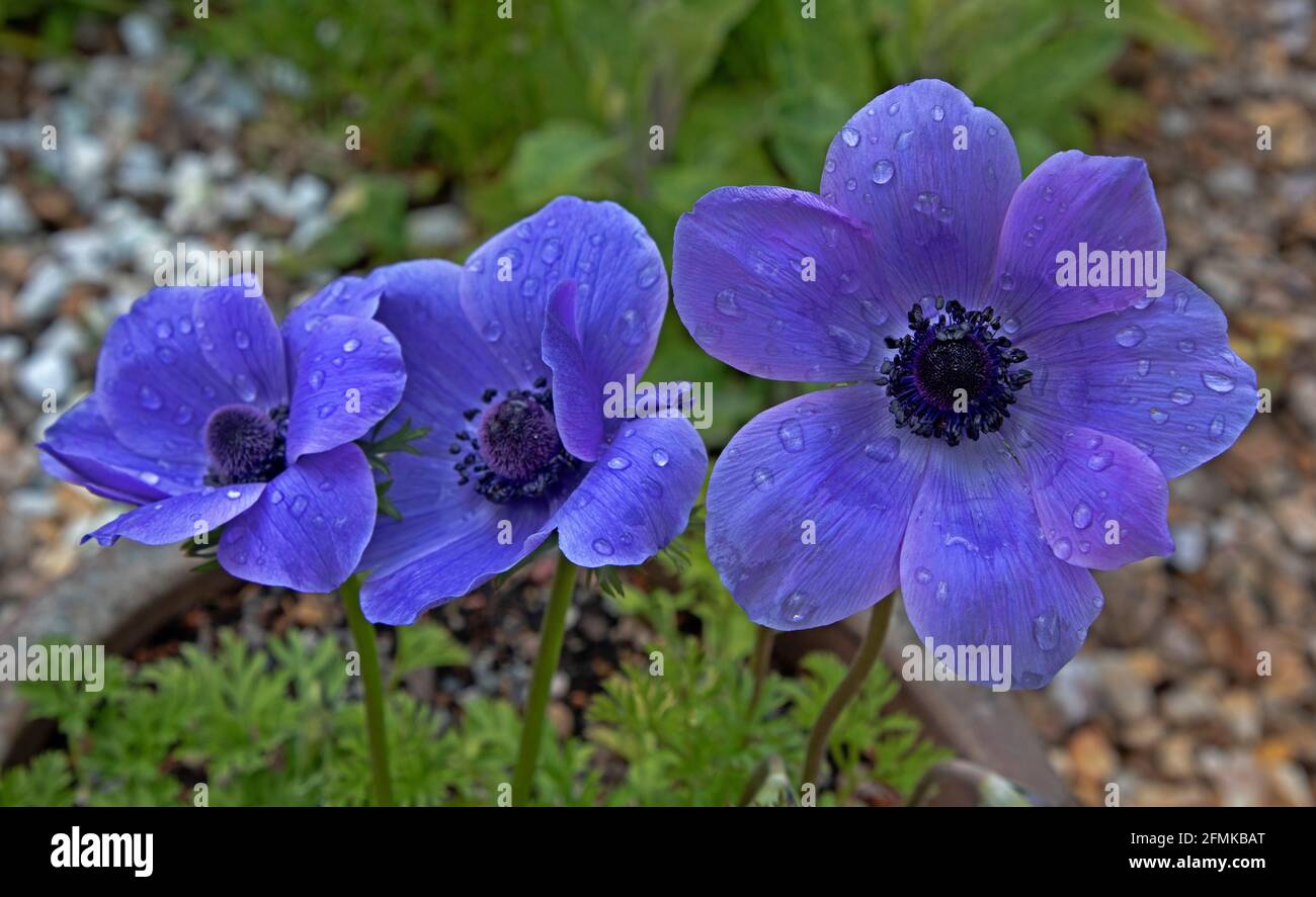 Édimbourg, Écosse. Météo au Royaume-Uni. 10 mai 2021. Fortes averses de pluie dans la ville avec un ciel principalement nuageux et une température plus douce de l'après-midi de 15 degrés centigrade, laissant des gouttes de pluie sur les pétales de l'Anenome, plante de St Brigid Blue. Crédit : Arch White/Alamy Live News. Banque D'Images