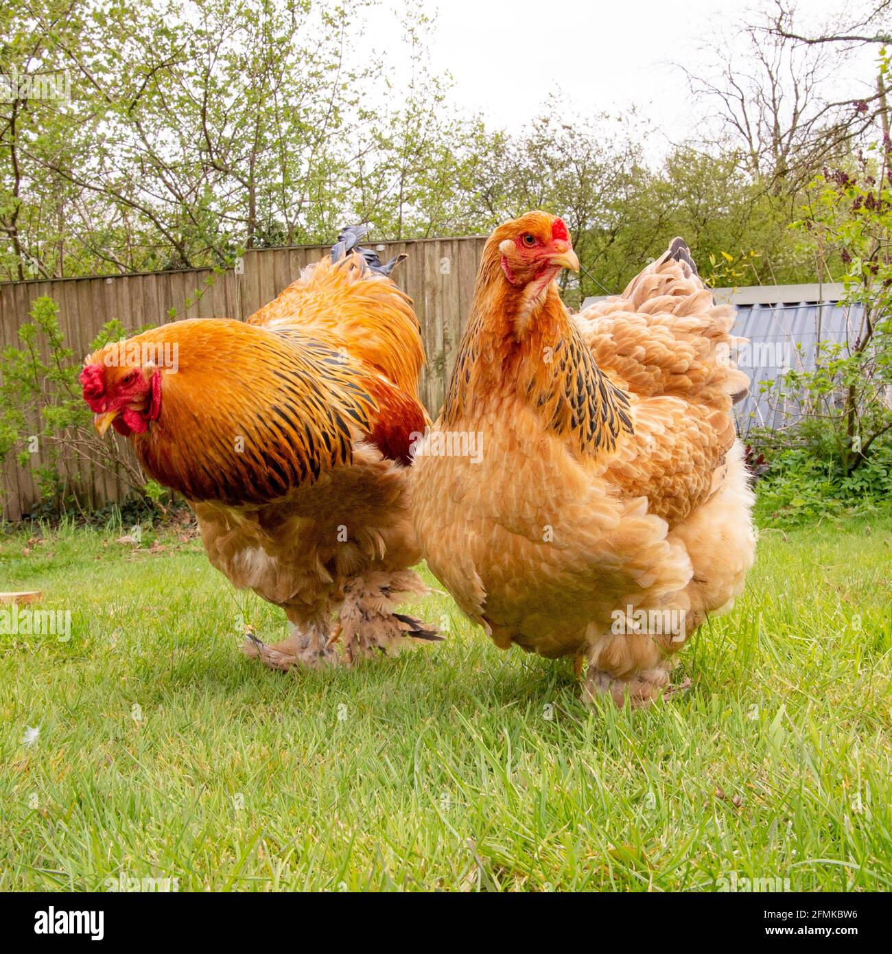 deux poulets brahma dans le jardin Banque D'Images