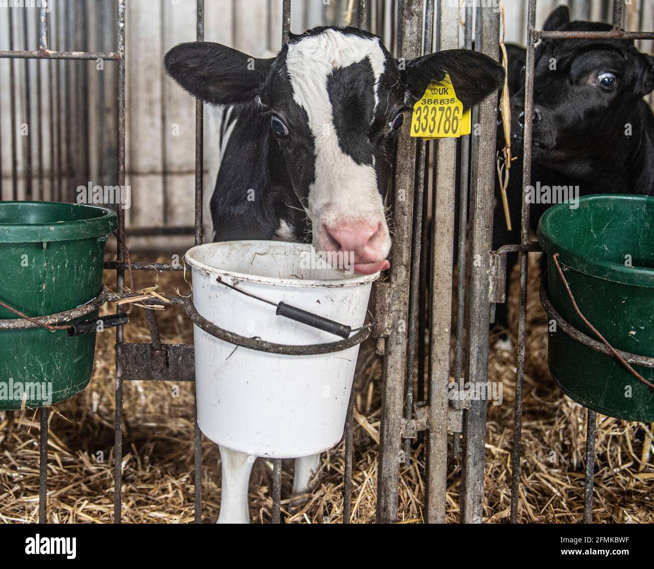 Veau laitier Banque D'Images