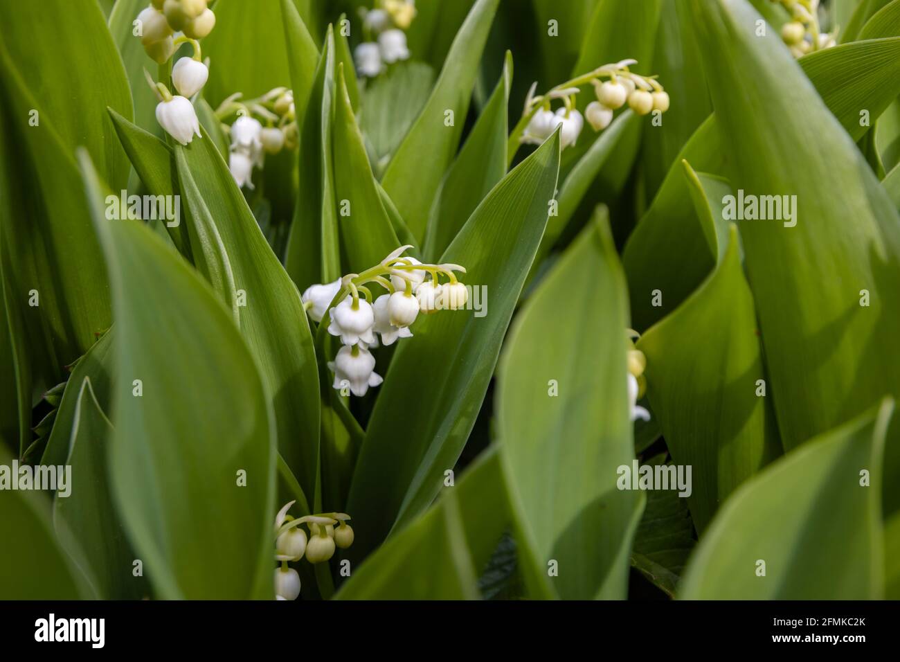 De délicates petites fleurs blanches en forme de cloche de nénuphars de la vallée, Convallaria majalis, fleurissent au printemps dans un jardin de Surrey, au sud-est de l'Angleterre Banque D'Images