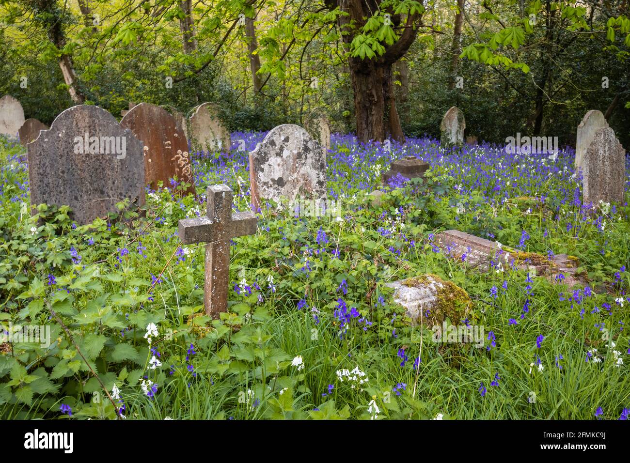 Des cloches de fleurs au printemps dans le cimetière traditionnel de l'église paroissiale de St John's, St John's, Woking, dans le diocèse de Guildford, Surrey Banque D'Images