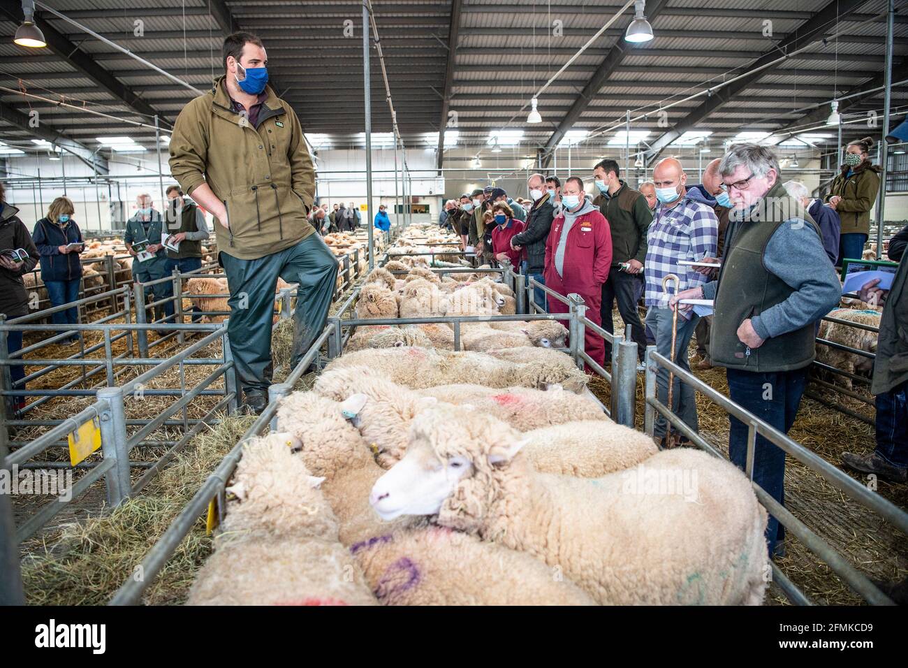 Mise aux enchères de moutons au marché du bétail de Matford, Exeter, Royaume-Uni Banque D'Images