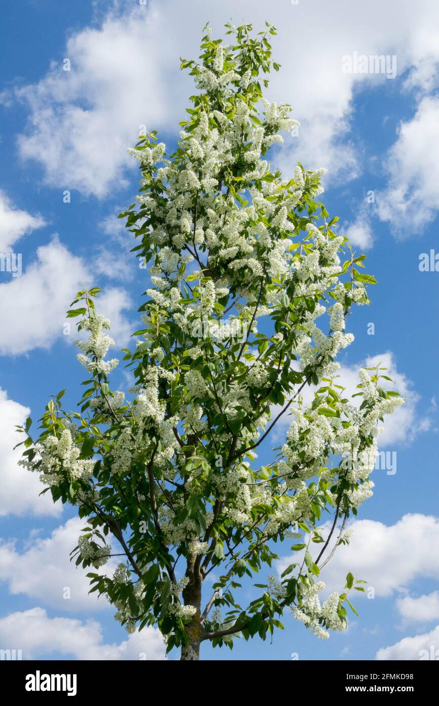 Cerisier d'oiseau à fleurs blanches Prunus pagus Banque D'Images