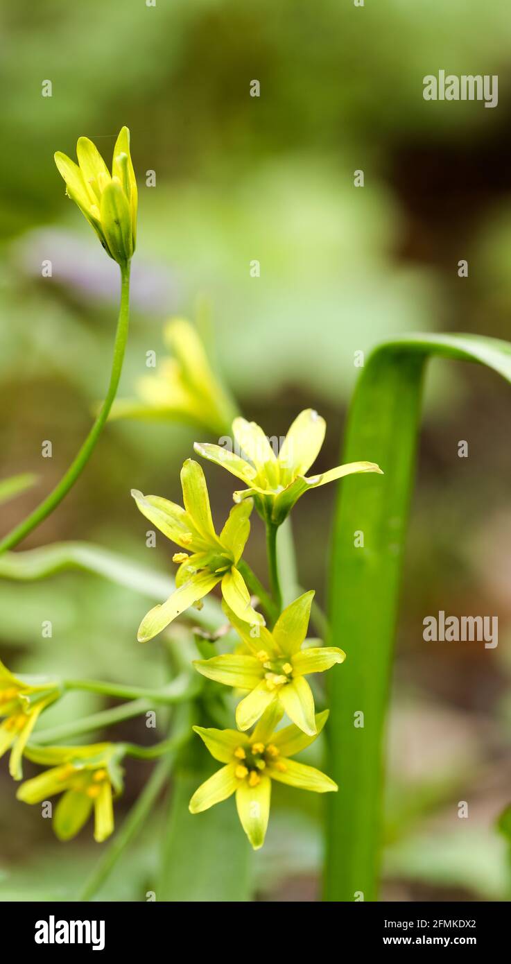 Étoile jaune de Bethléem (Gagea lutea) Banque D'Images