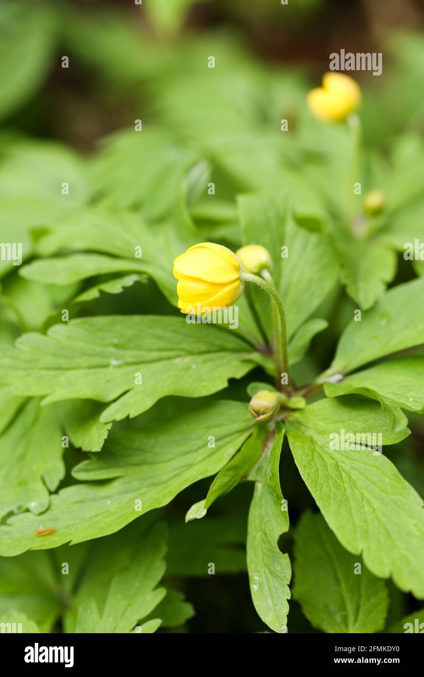 Le jaune anémone des bois (Anemone) Banque D'Images