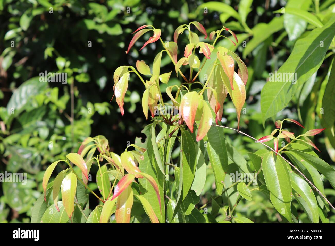 Cannelle sri lankaise, très célèbre pour ses épices, cette cannelle au soleil pleine de feuilles vertes. Banque D'Images