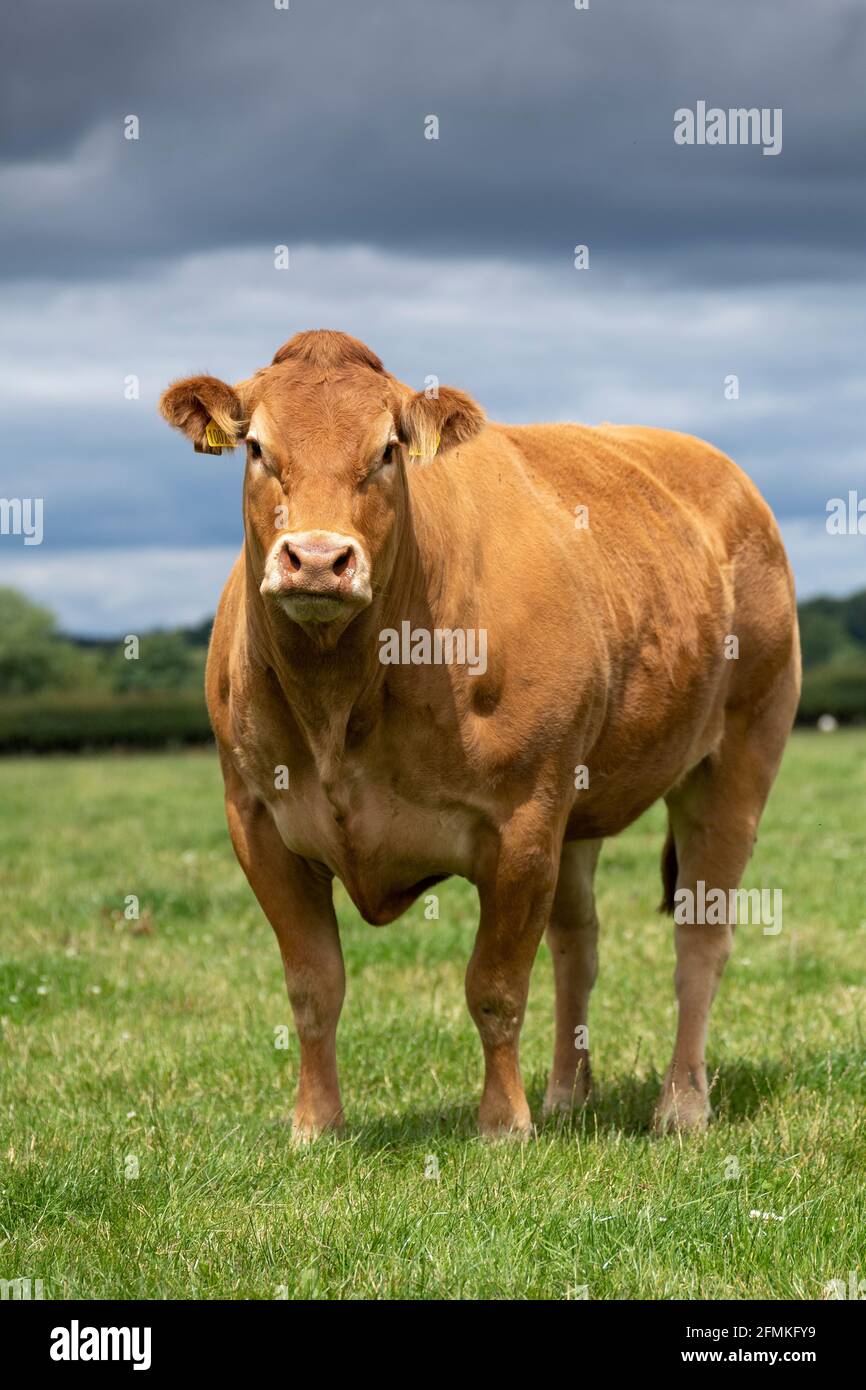 Pedigree bovins de boucherie Limousin dans les pâturages, Yorkshire, Royaume-Uni. Banque D'Images