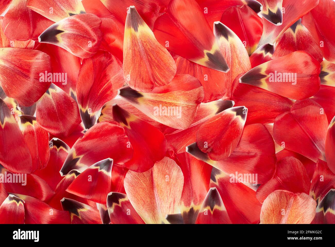 Pétales de tulipe rouge, arrière-plan de texture de vue grand angle, rétroéclairage Banque D'Images