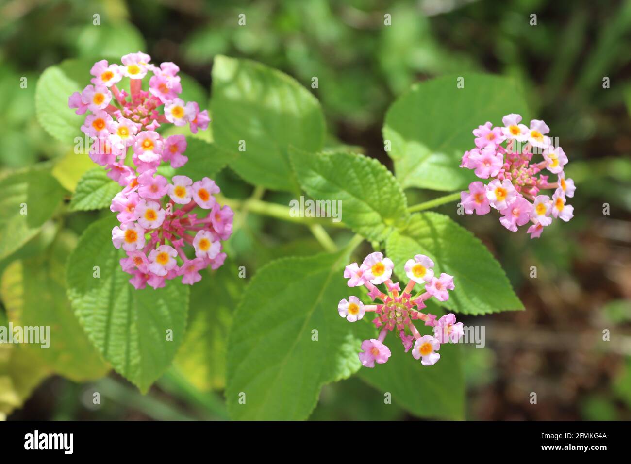 Lantana fleurit du Sri Lanka. Banque D'Images