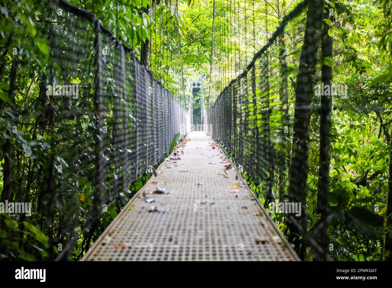 Vue sur les ponts suspendus du parc 'Mistico Arenal Puentes Colgantes' dans la région d'Arenal, Costa Rica Banque D'Images