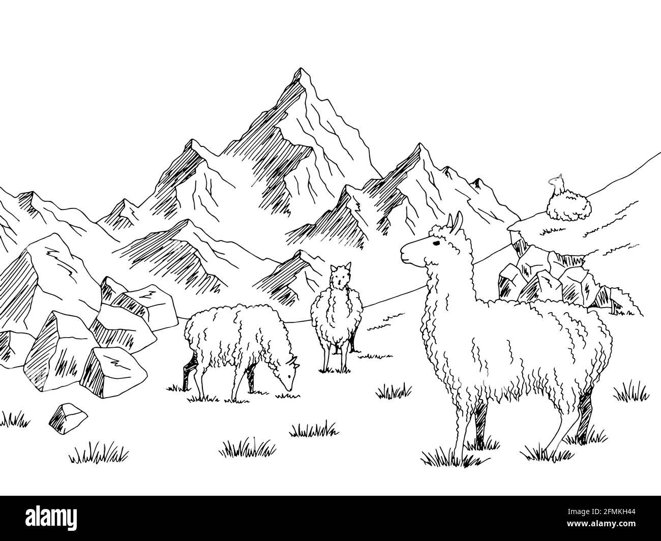 Lama nourrir herbe prairie montagnes graphique noir blanc esquisse illustration vecteur Illustration de Vecteur