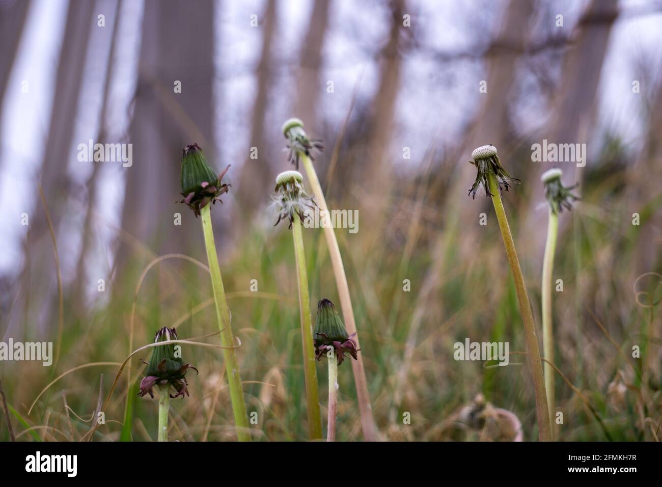 Paysages de plage et choses prises avec Sony alpha et zoom objectif Banque D'Images