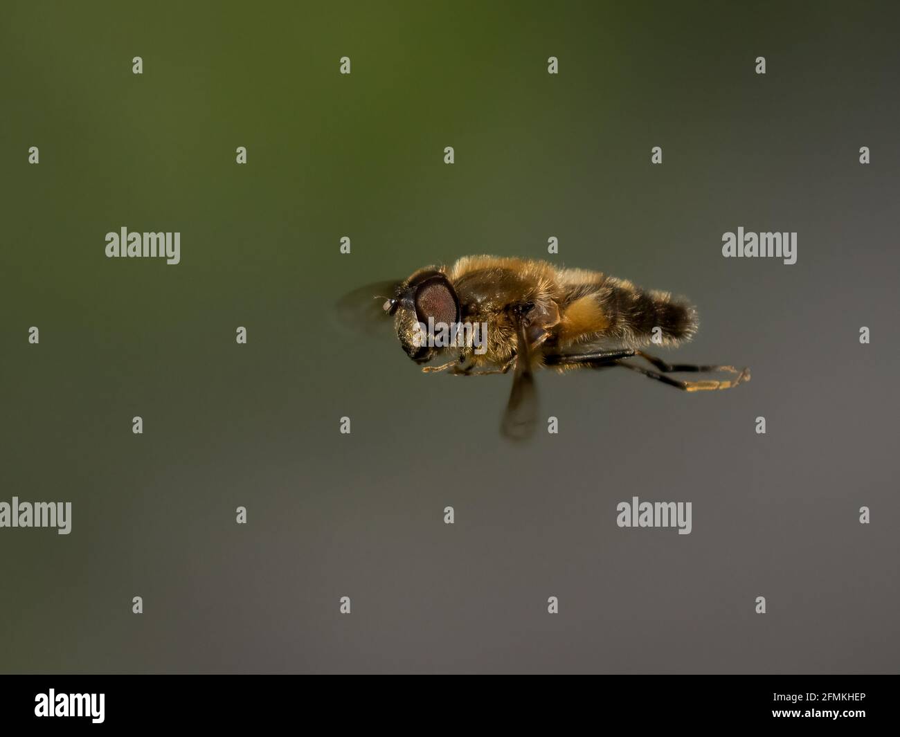Syrphidae Banque D'Images