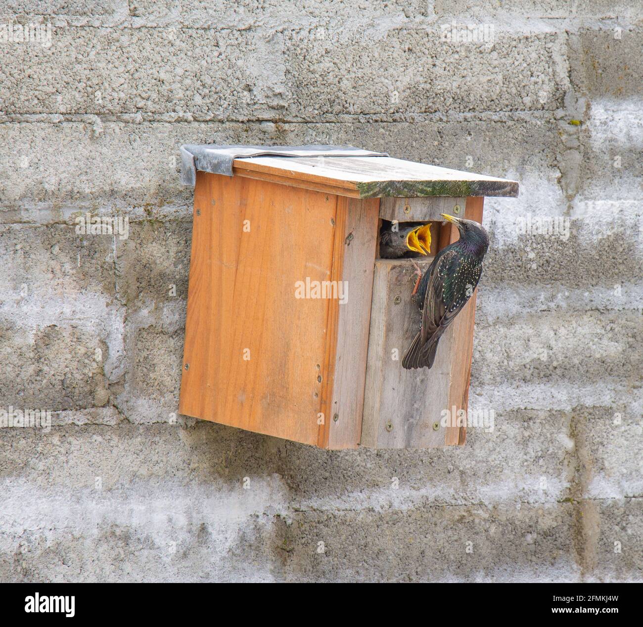 Adulte européen Starling Sturnus vulgaris nourrissant des poussins à la boîte de nid. Banque D'Images