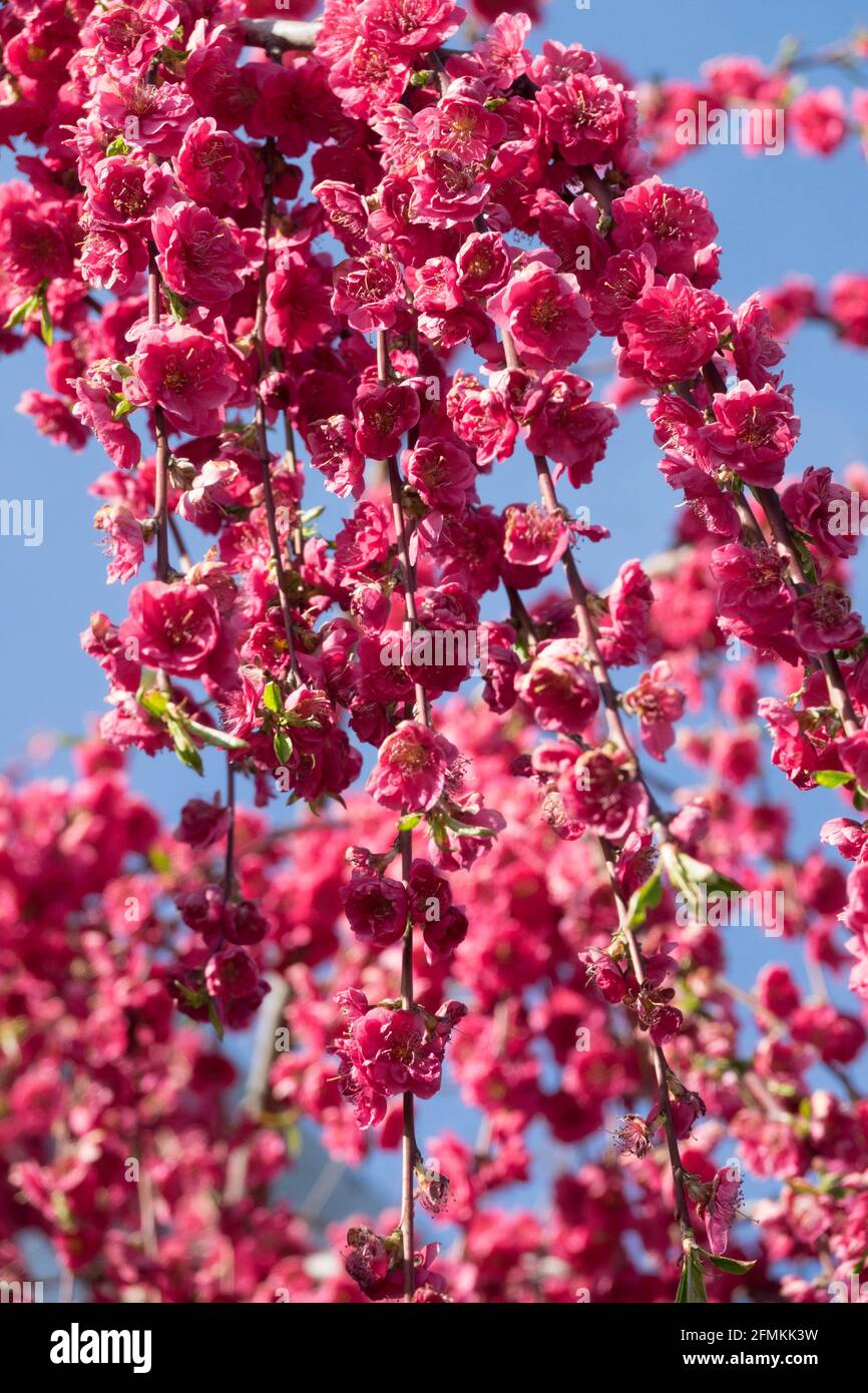 Weeping Peach Prunus persica Melred Weeping Photo Stock Alamy