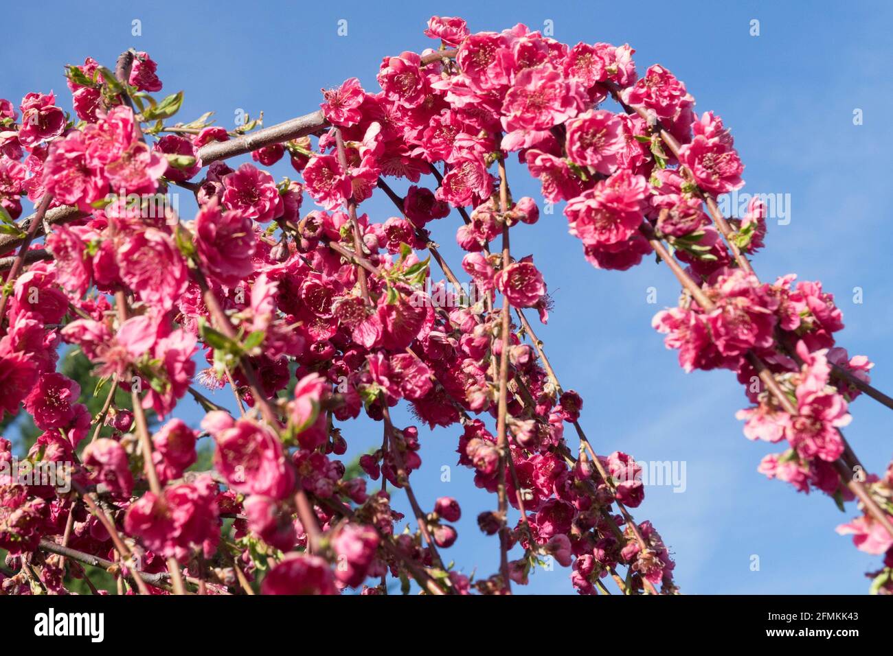 Pêche à la cerise rouge Prunus saison de printemps 'Weeping selred' Prunus persica Blossom Garden Banque D'Images