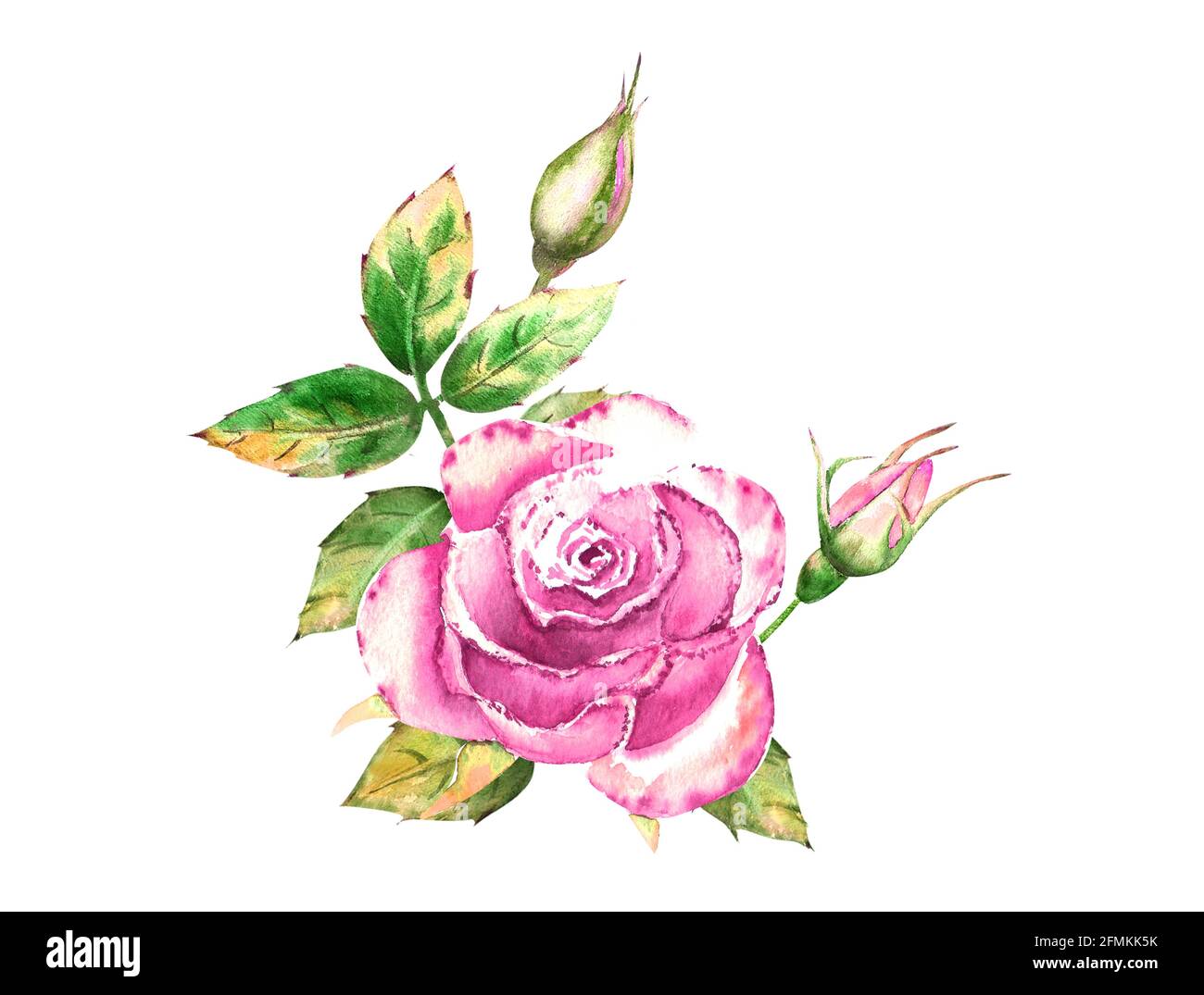 Bouquet de fleurs roses, feuilles vertes, fleurs ouvertes et fermées. Illustration aquarelle délicate Banque D'Images