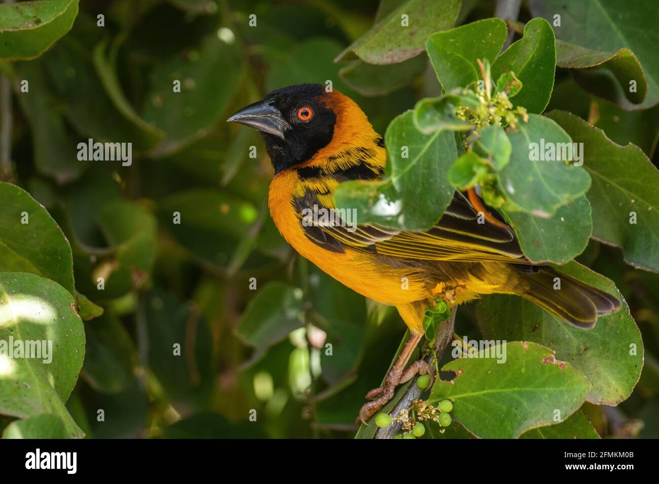 Village Weaver - Poceus cucullatus, magnifique oiseau jaune et noir provenant de forêts et de jardins africains, lac Ziway, Éthiopie. Banque D'Images