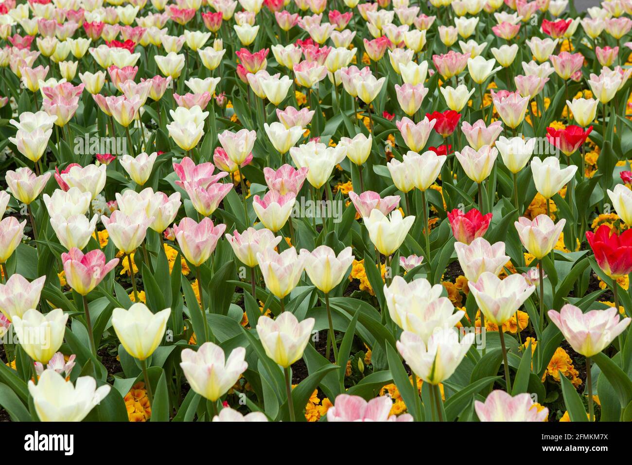 Lit de tulipes, tons de blanc à rouge Banque D'Images