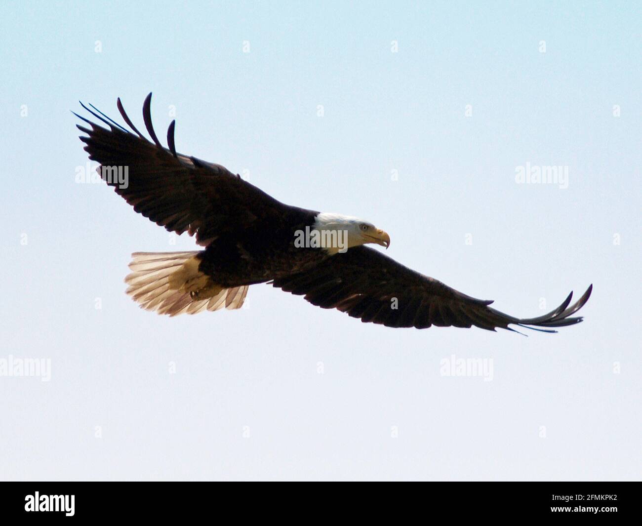 Pygargue à tête blanche - l'aigle à tête blanche, l'oiseau national des États-Unis. Je me suis envolée. Banque D'Images