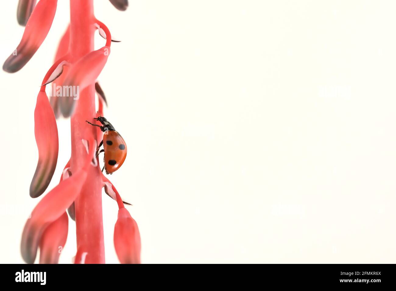 Coccinelle rouge grimpant la tige d'une tige rouge pleine de fleurs d'aloès variegata Banque D'Images
