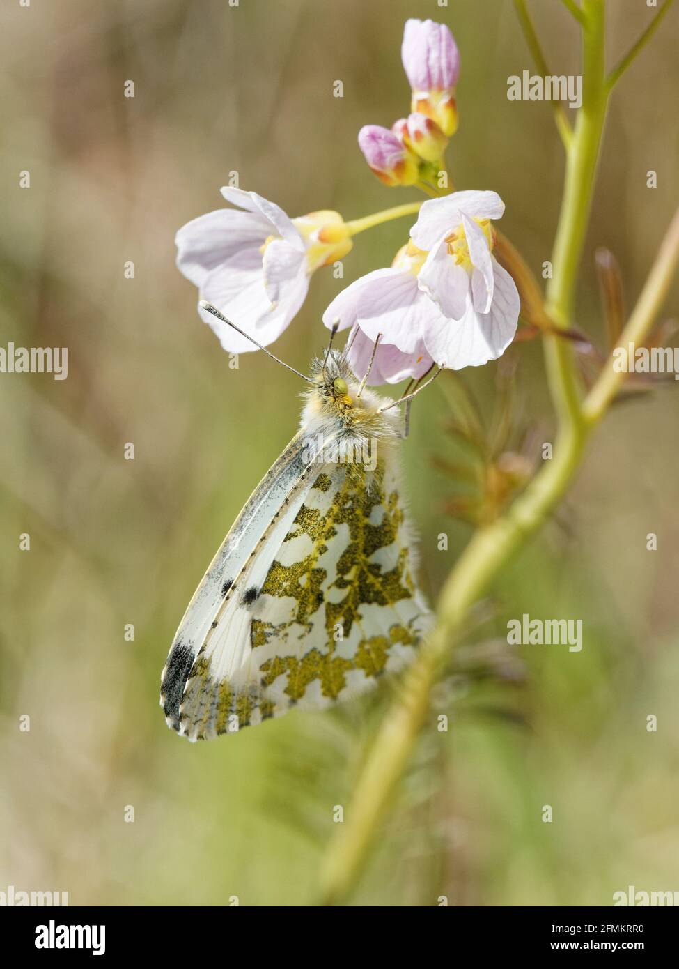 Une femelle papillon à pointe orange (Anthocharis cardamines) sur une couckooflower (Cardamine pratensis) dans la réserve naturelle de Fairburn ings de RSPB dans le West Yorkshire. Banque D'Images