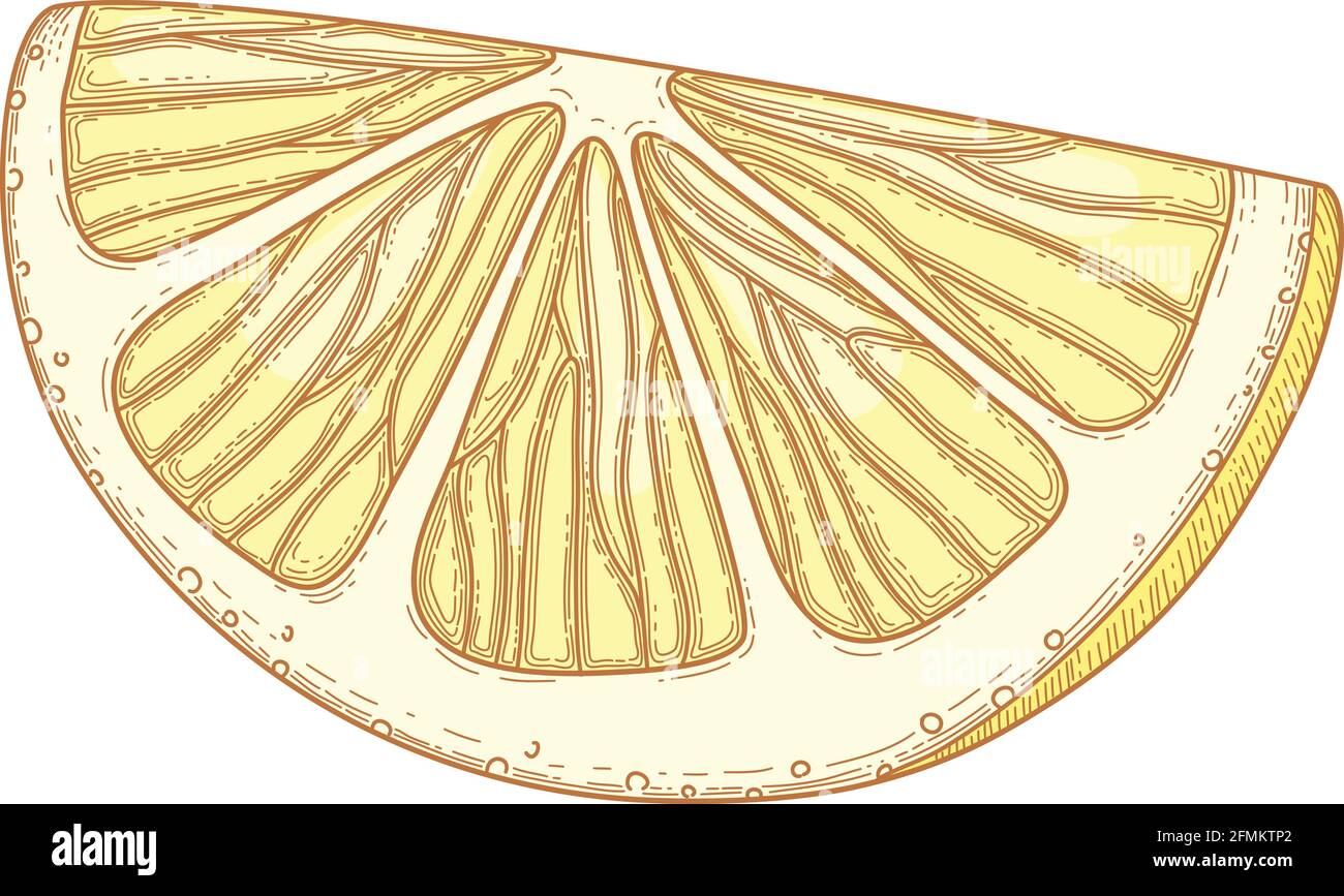 Dessins détaillés de citron entier et coupé avec une tranche et des feuilles isolées sur fond blanc. Agrumes jaune vif. Illustration tirée à la main Illustration de Vecteur