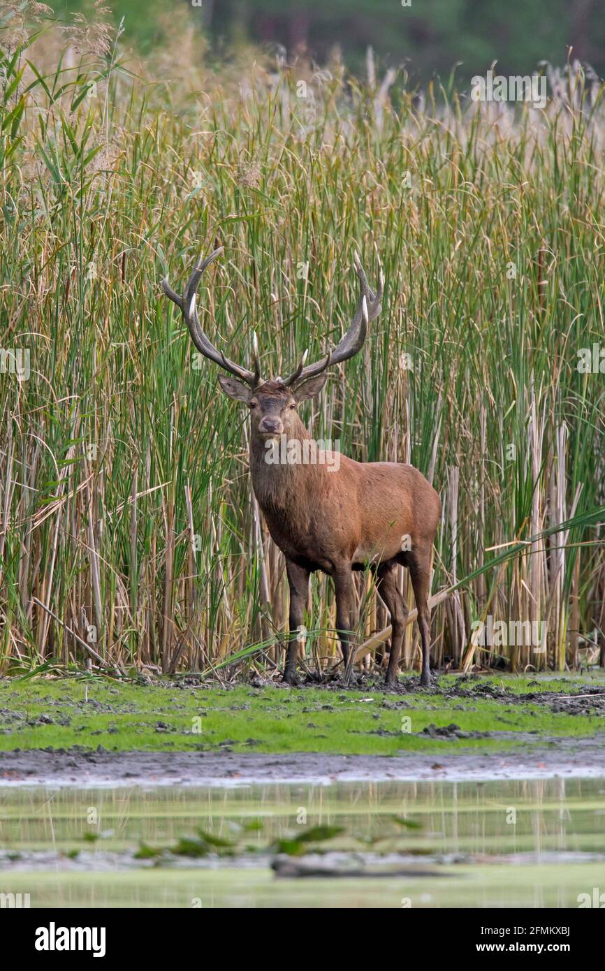 Cerf rouge (Cervus elaphus) cerf debout dans la boue sur la rive du lac devant de lit de roseaux pendant la rut en automne Banque D'Images