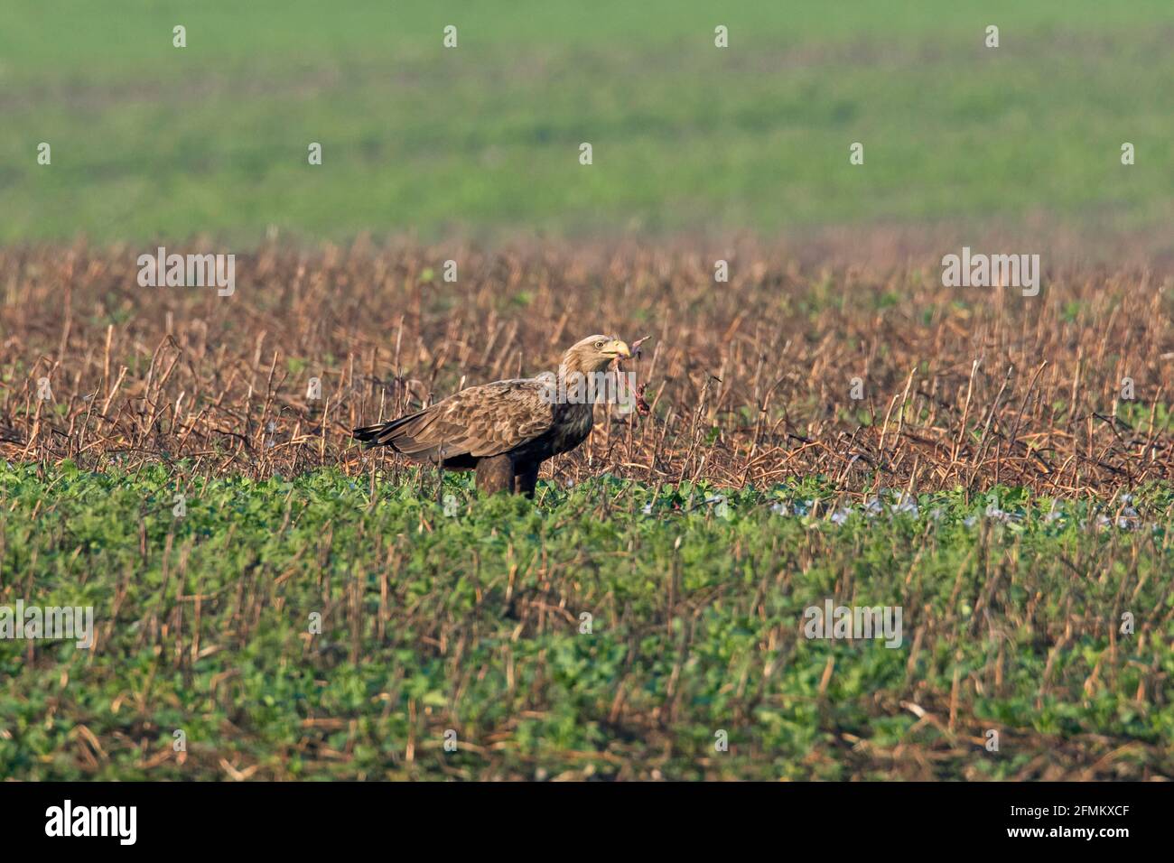 Aigle à queue blanche / aigle de mer / erne (Haliaeetus albicilla) espèce adulte de proie dans les champs / terres agricoles, Mecklembourg-Poméranie-Occidentale, Allemagne Banque D'Images