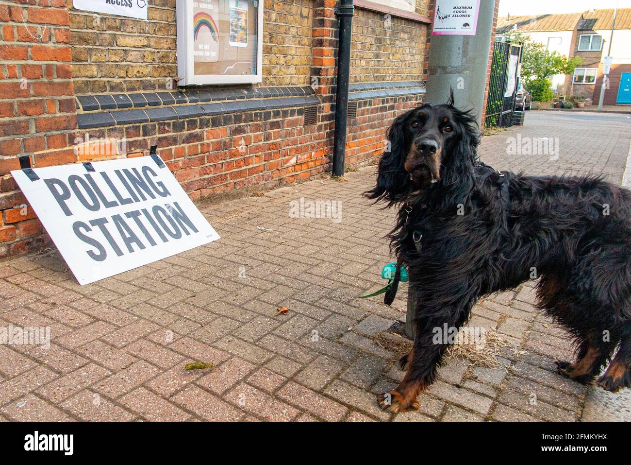 Un chien de Gordon Setter devant un bureau de vote à Clapham, Londres, Angleterre Banque D'Images