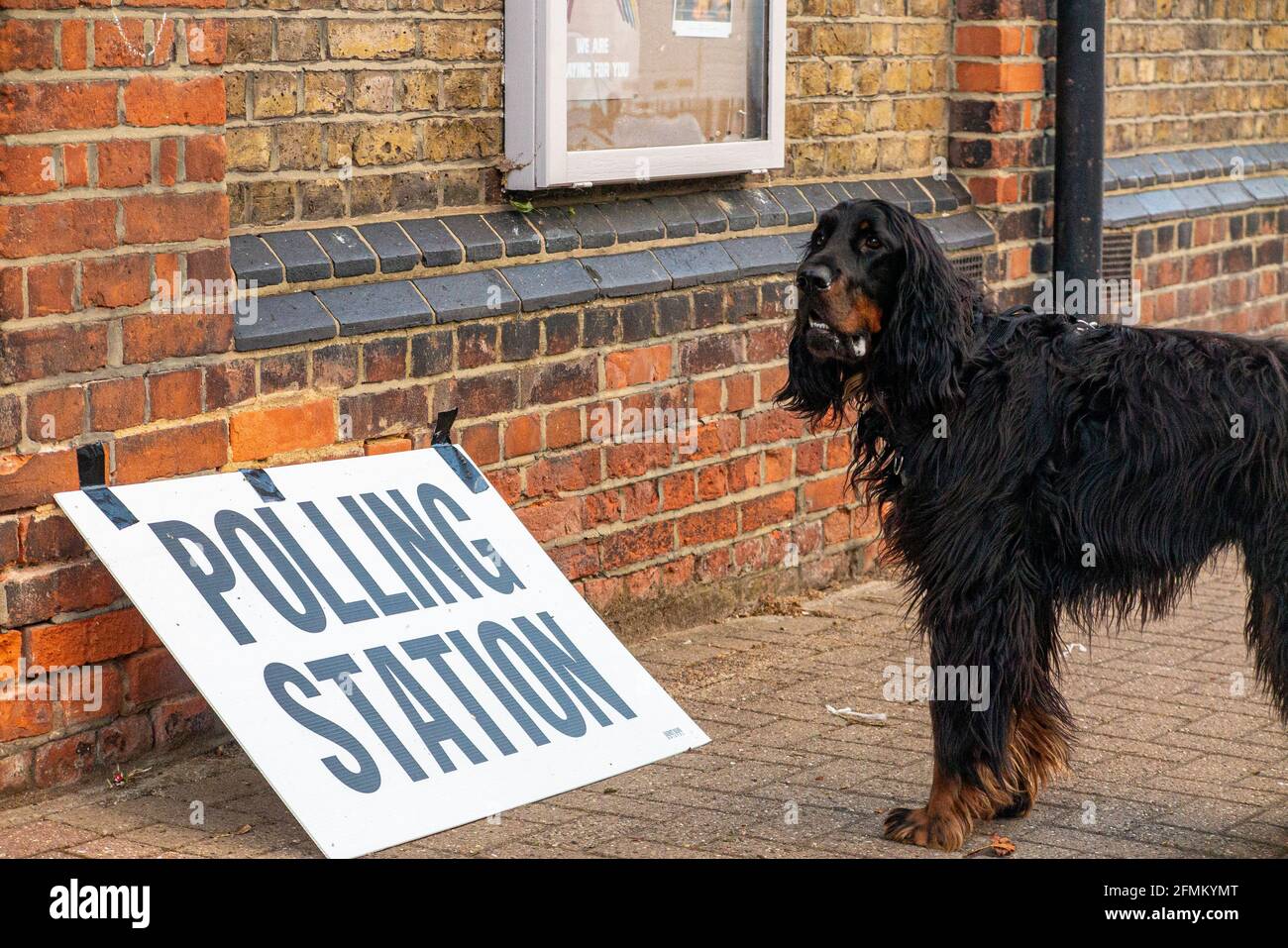 Un chien de Gordon Setter devant un bureau de vote à Clapham, Londres, Angleterre Banque D'Images