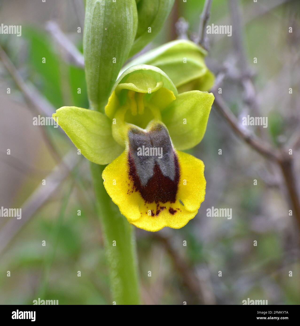 Détail macro de la fleur d'orchidée Ophrys lutea. Fleur jaune intense située à Munilla, la Rioja, Espagne. Banque D'Images