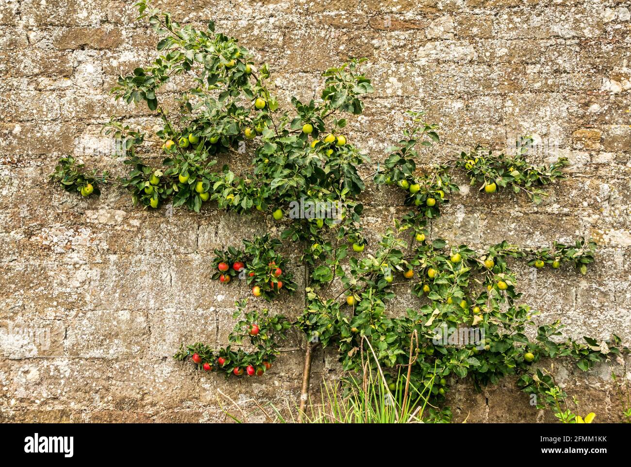 L'espalier pommier formés sur mur de pierre élevé au 18e siècle Amisfield jardin clos, Haddington, East Lothian, Scotland, UK Banque D'Images