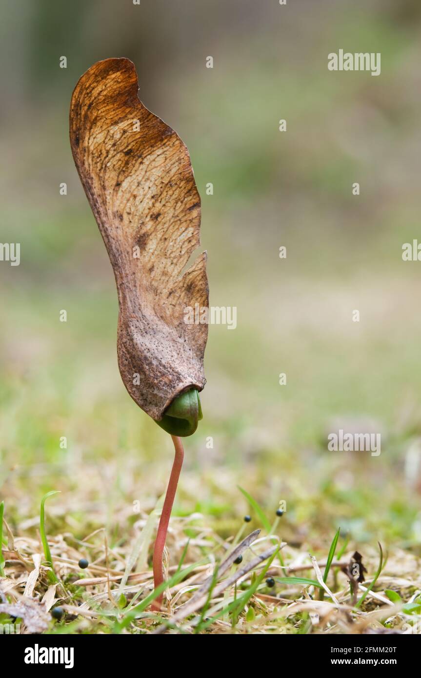 Plantule d'érable émergeant du sol. Mise au point sélective et faible profondeur de champ. Banque D'Images