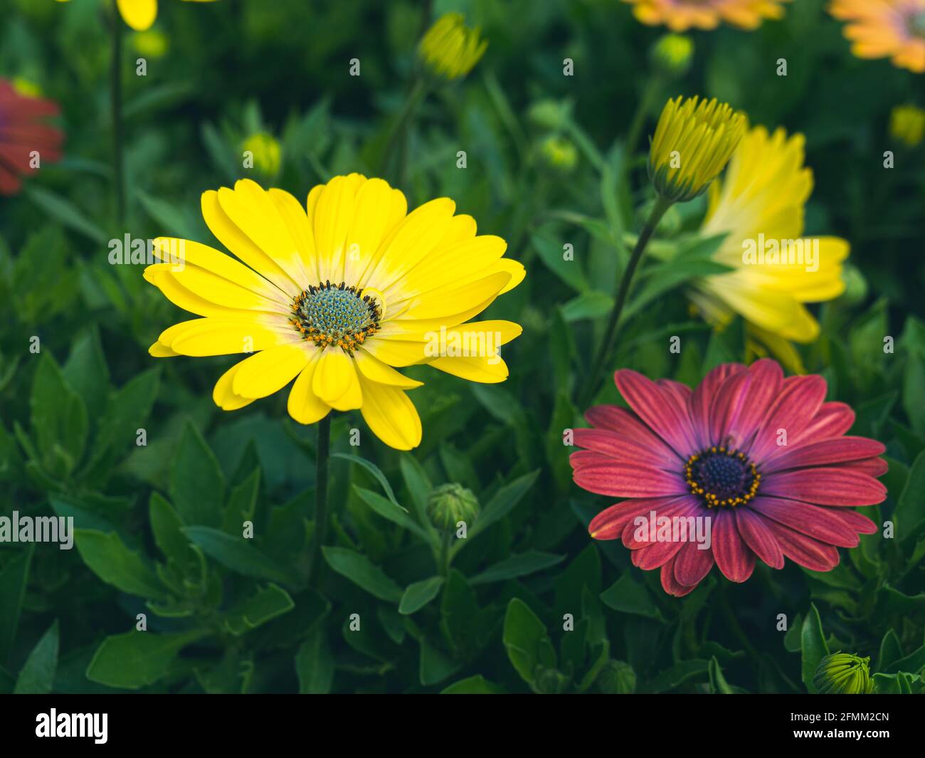 Osteospermum ecklonis ou Daisy africaine, couleur jaune vif et rouge foncé, dans le jardin. Banque D'Images