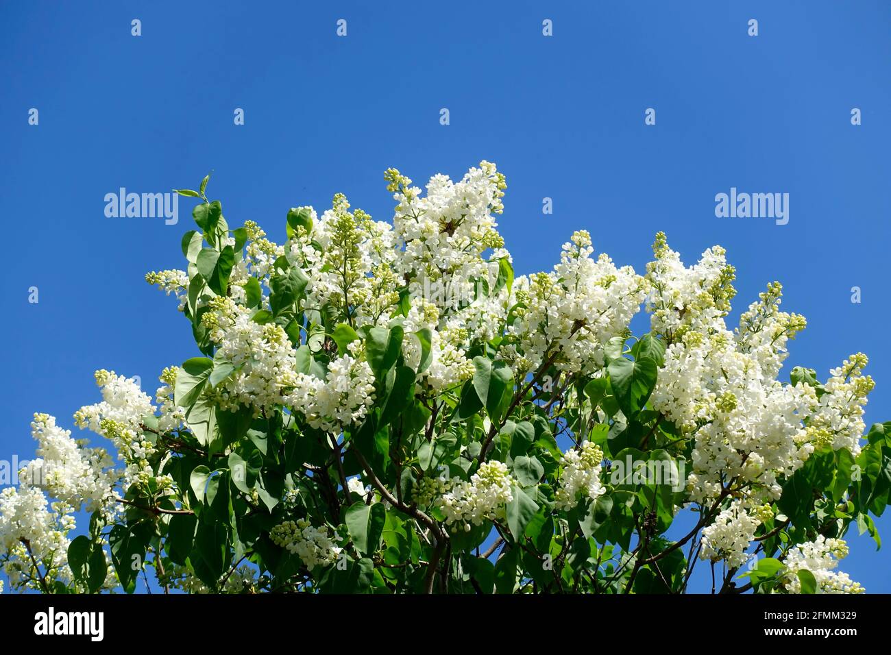 Syringa fleuri (lilas) Banque D'Images