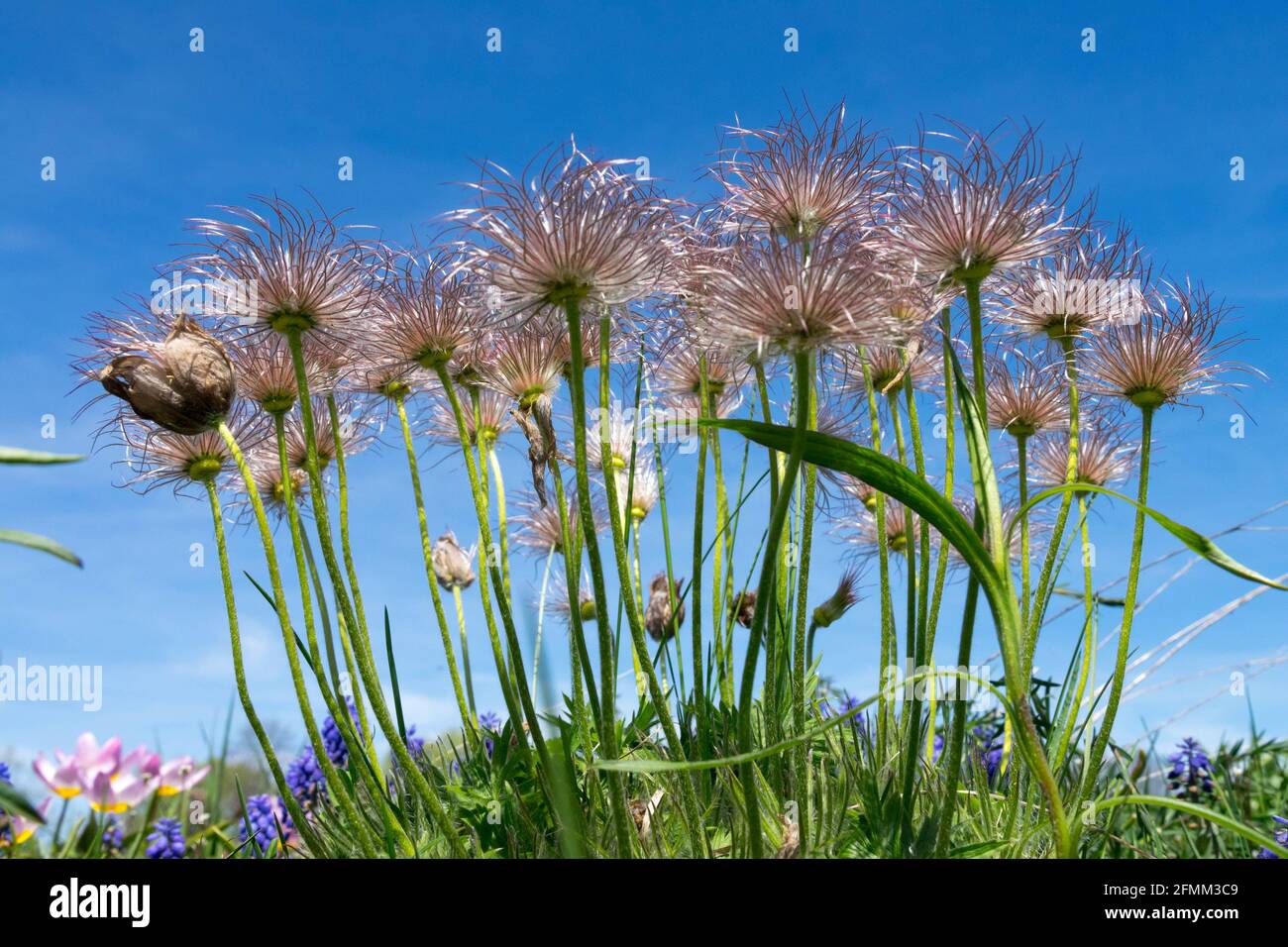 Pasque fleur Pulsatilla patens Seedheads Banque D'Images