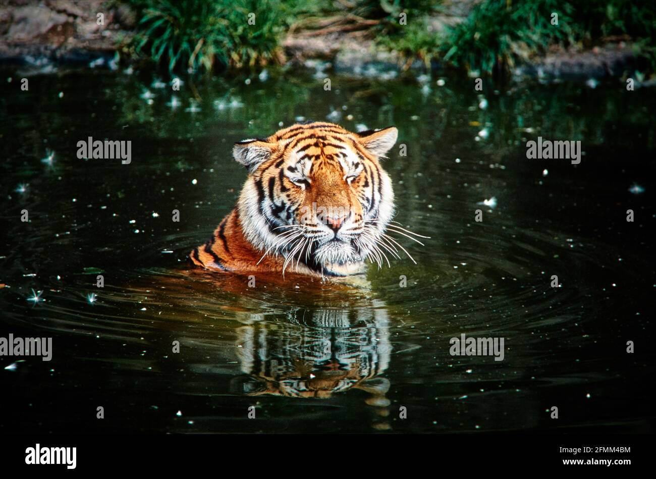 Un tigre de Sibérie aime visiblement se baigner dans une piscine d'eau au zoo de Hagenbeck à Hambourg. 19.08.2009 - Christoph Keller Banque D'Images