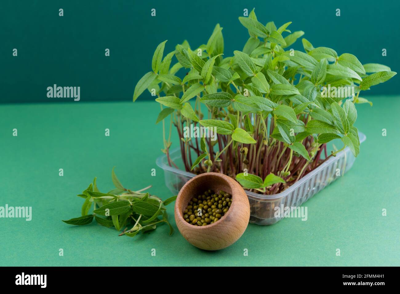Les graines et les semis de daikon.Microgreen dans une boîte en plastique.Un sprint sur un tapis de lin.Nourriture végétalienne écologique.Une alimentation saine.Semences pour la germination.Jardin de la maison sur la table.Concept écologique.Copier l'espace. Banque D'Images