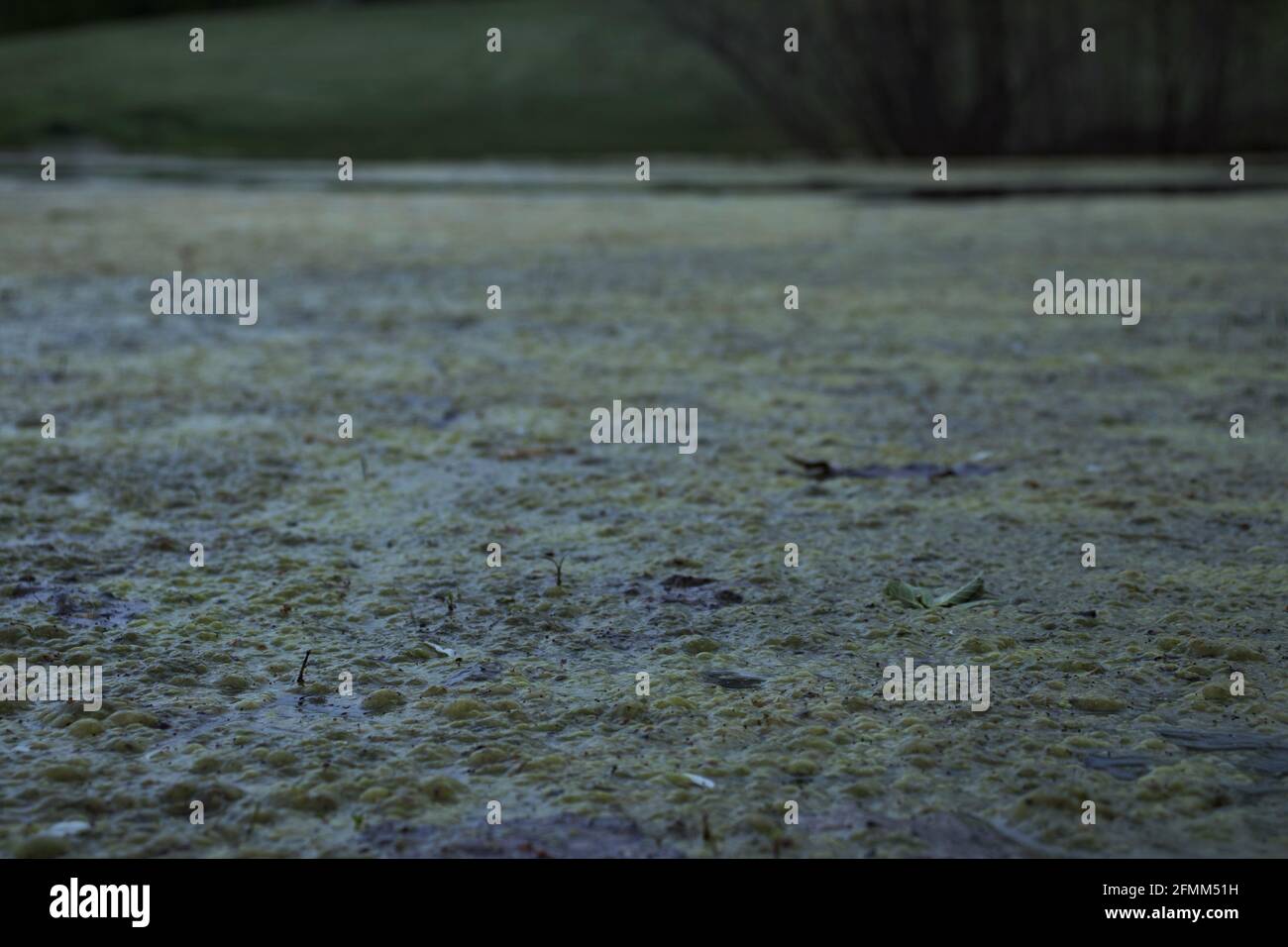 La surface d'un étang avec des algues Banque D'Images
