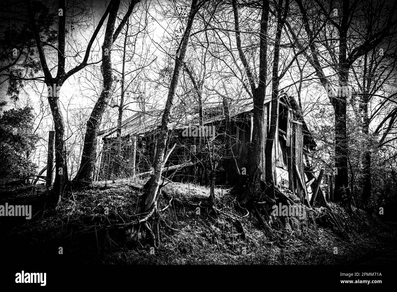 effet de filtre de vignette sur une grange sinistre de maison en détresse dans la forêt avec ajout noir et blanc photo à contraste élevé effet comme un jour férié d'halloween Banque D'Images