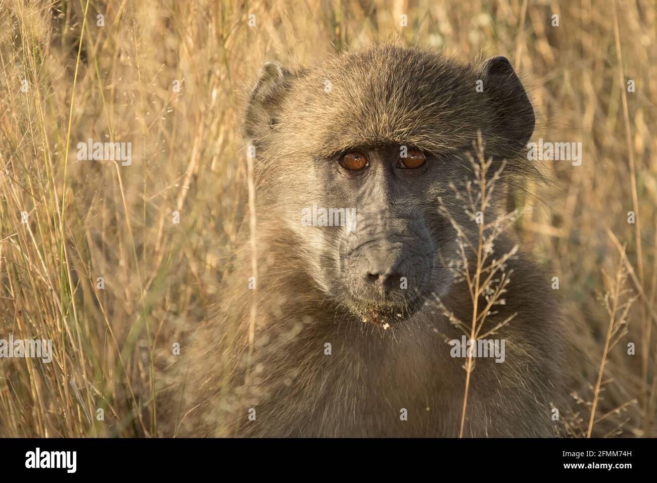 Joli gros plan sur le visage d'un jeune Chacma Baboon, assis dans l'herbe jaune sèche, le parc national Kruger. Banque D'Images